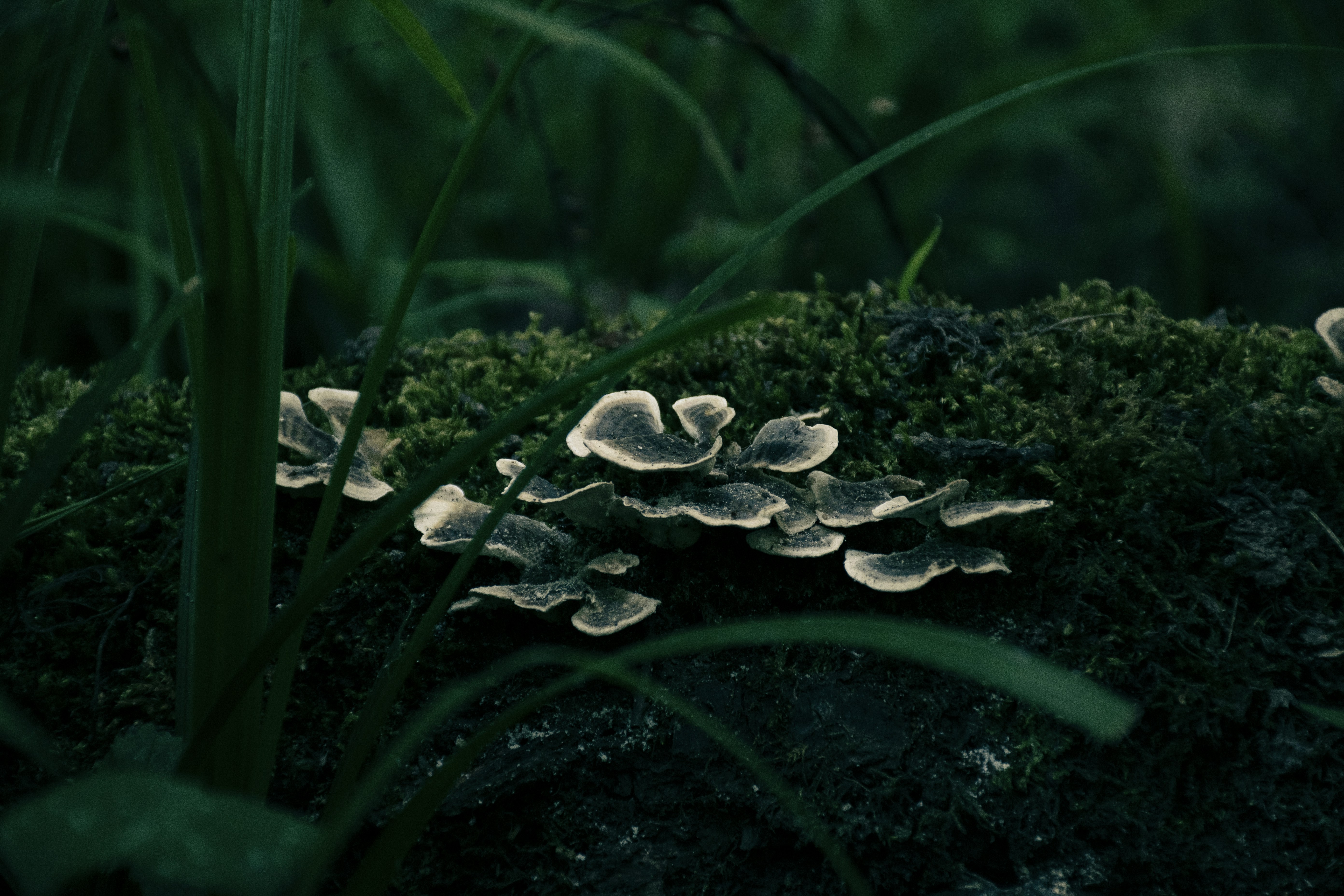 a group of mushrooms growing on a log in the grass, 