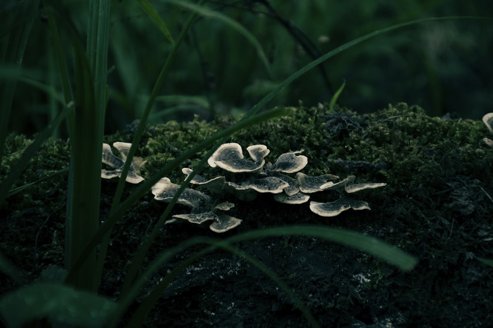a group of mushrooms growing on a log in the grass