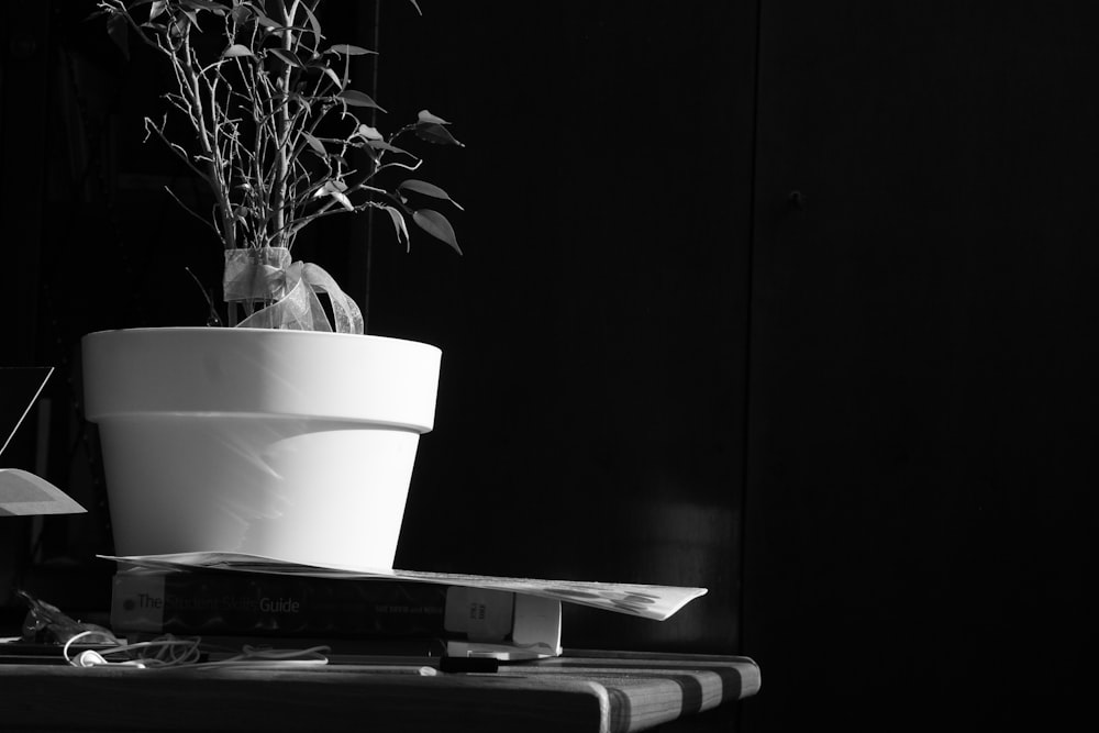 a plant on top of a stack of books