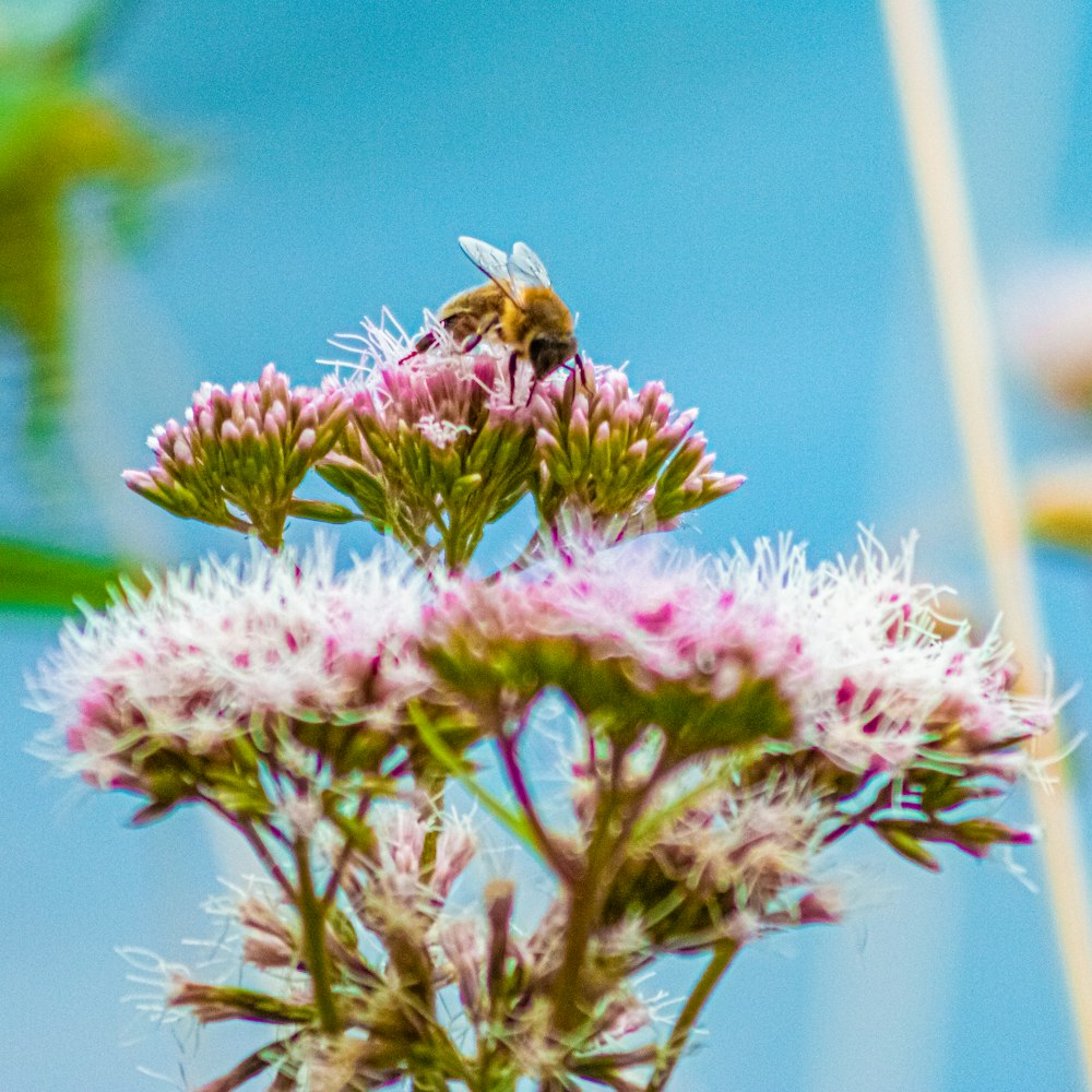 Un papillon sur une fleur