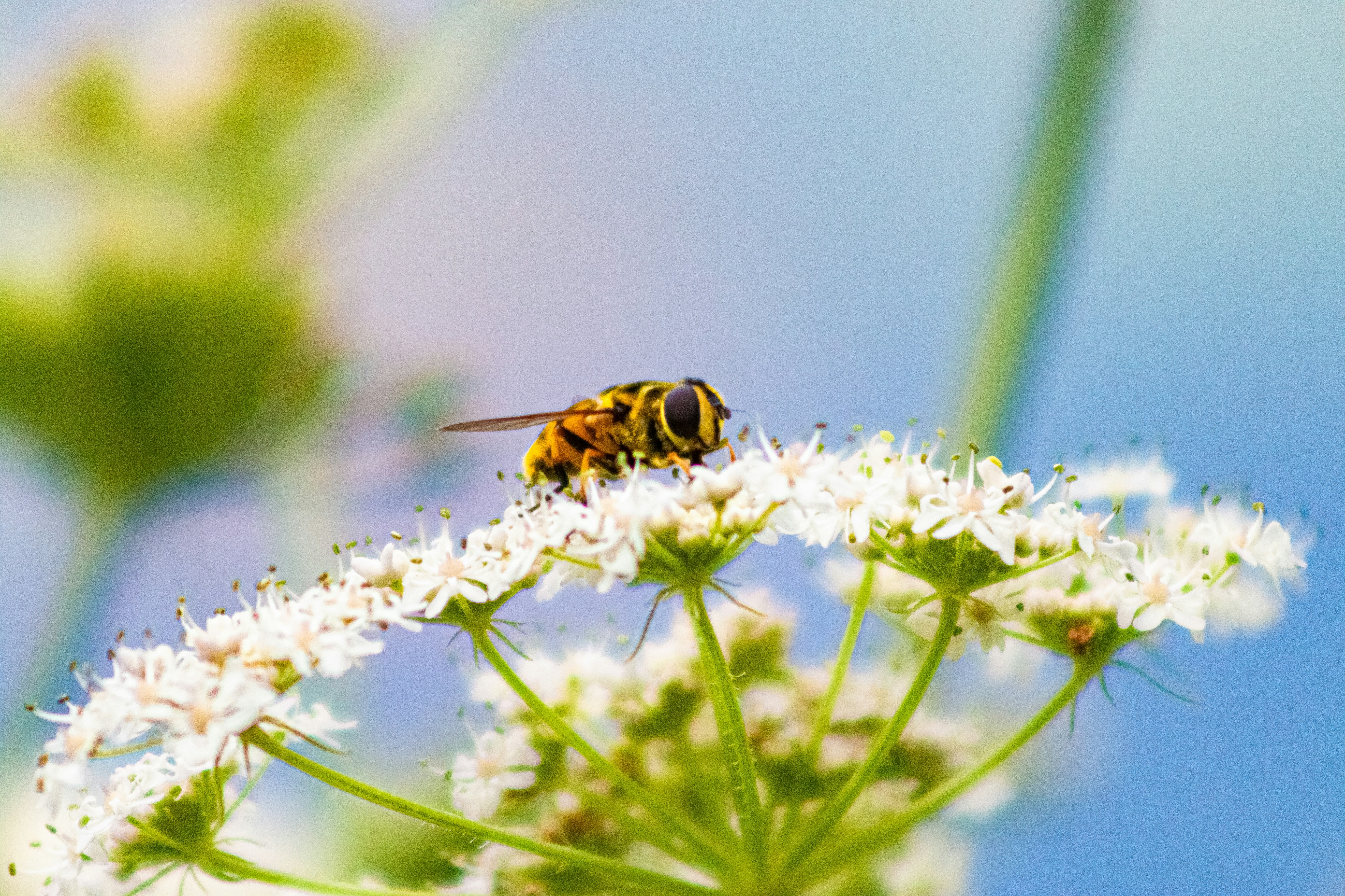 Photo by kennygoossen