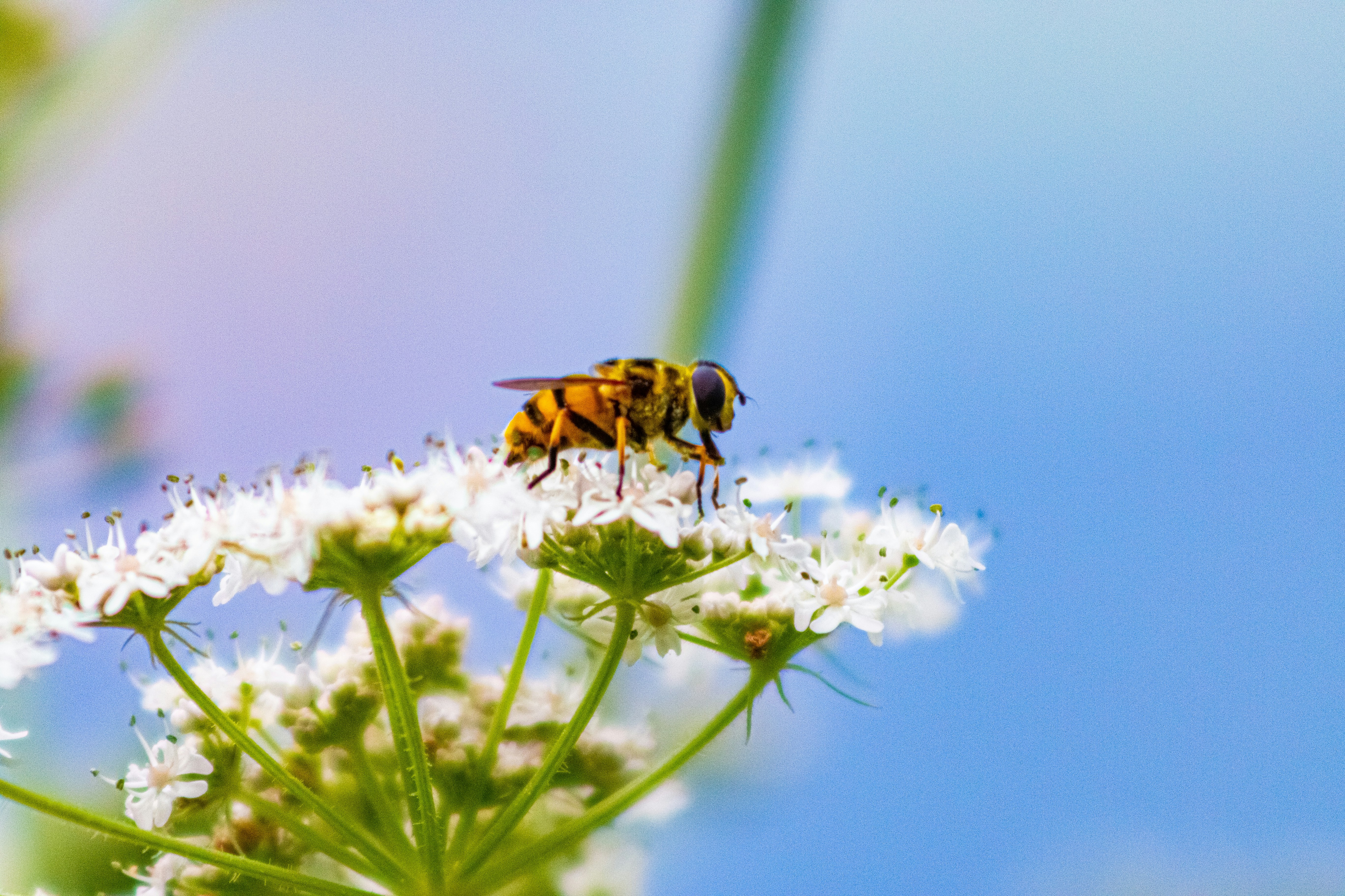 MTM Nature: Identifying Insects