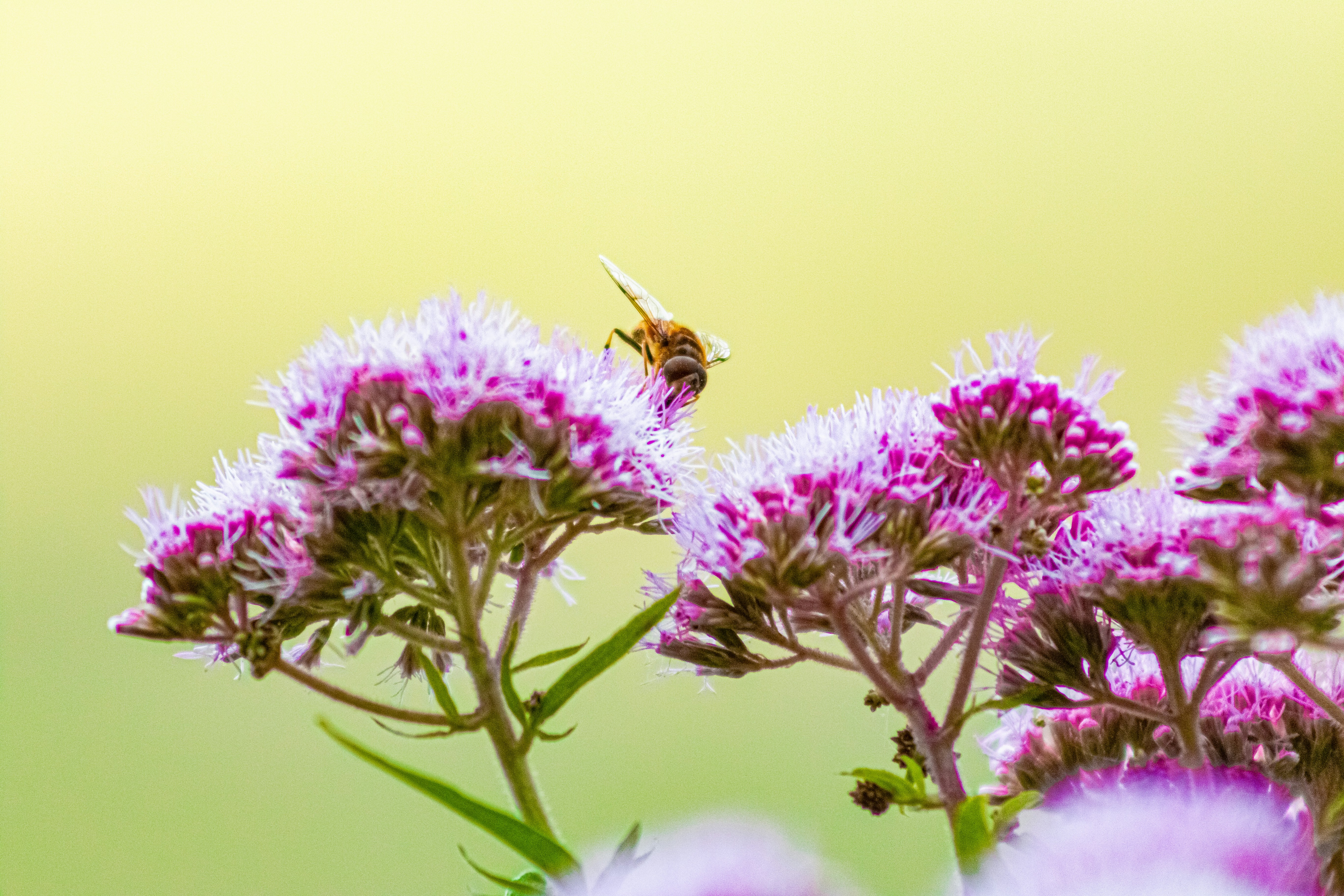 Photo by kennygoossen