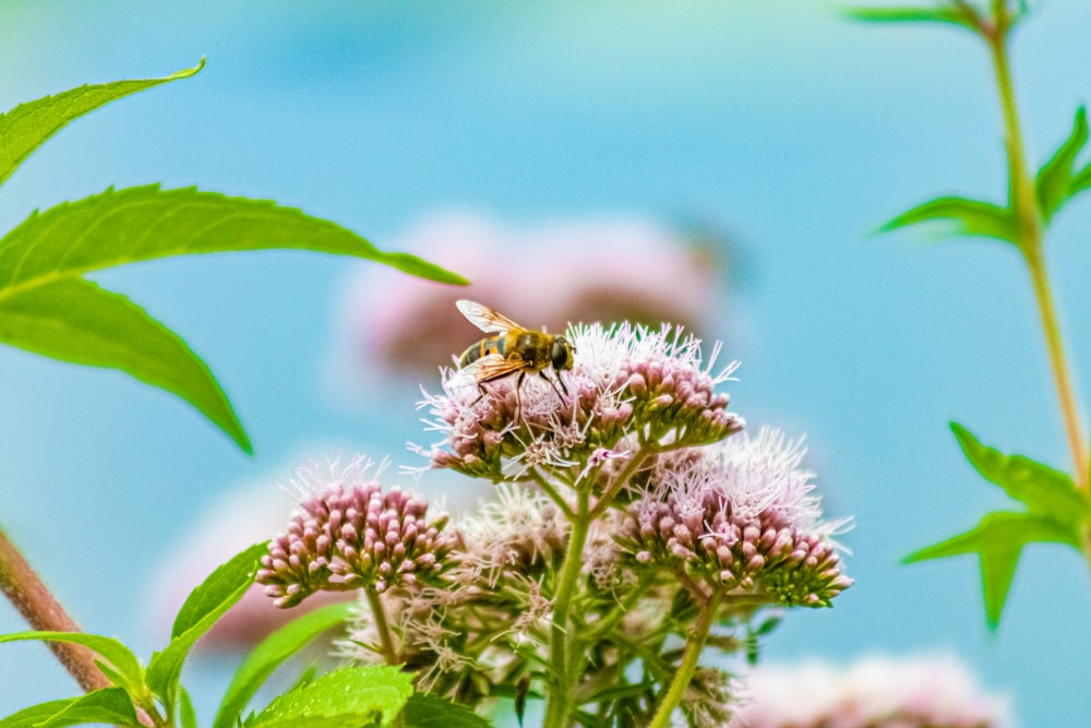 Une abeille sur une fleur