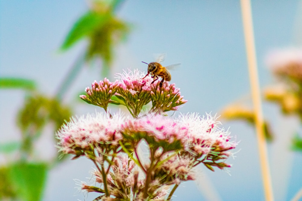 a bee on a flower