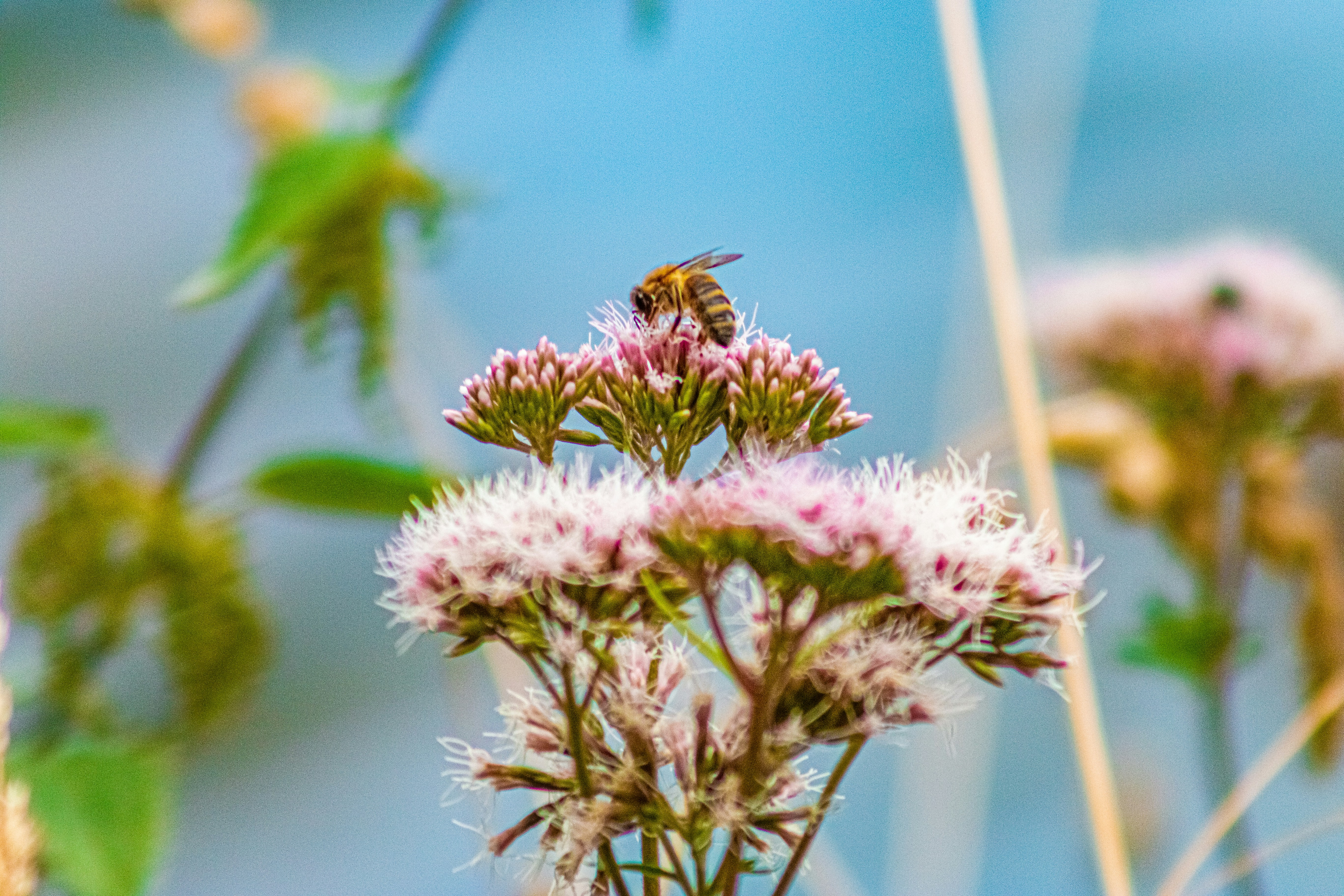 Photo by kennygoossen