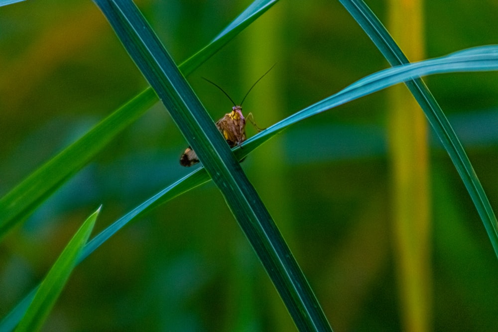 Un insecte sur une feuille