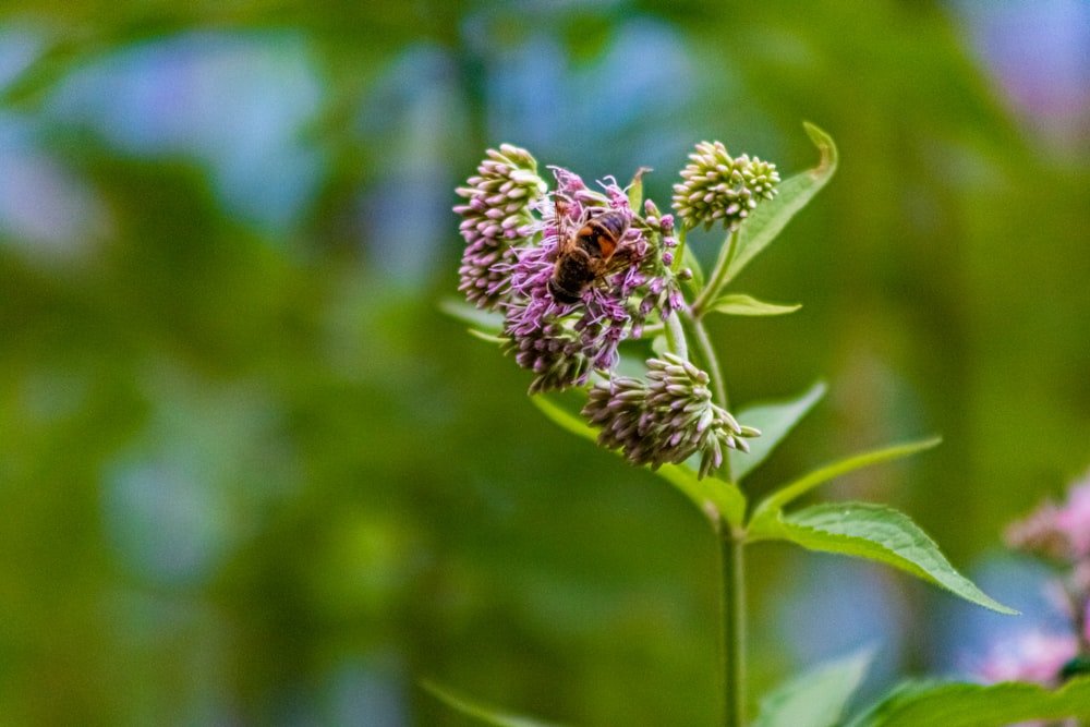 Une abeille sur une fleur