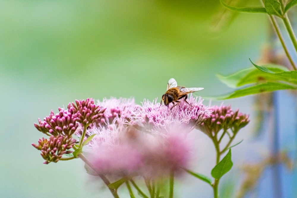 Une abeille sur une fleur