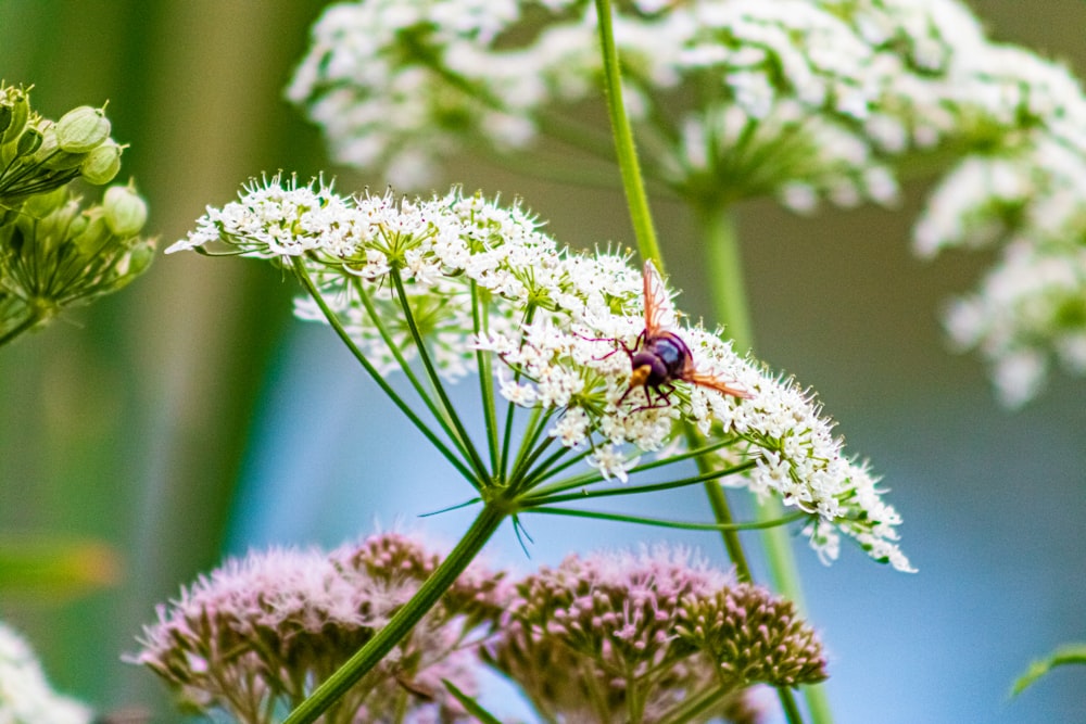 Un insecte sur une fleur