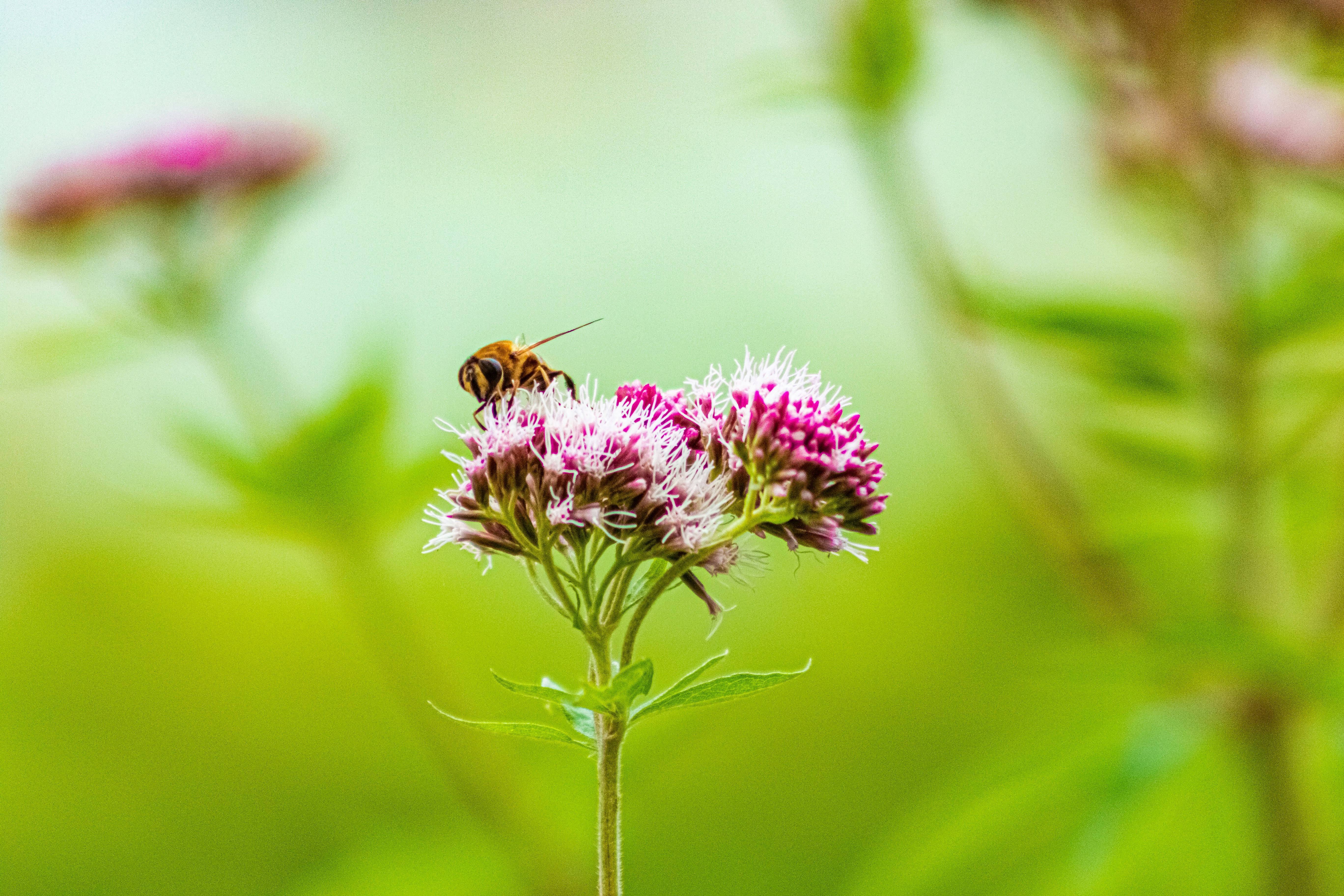 Photo by kennygoossen