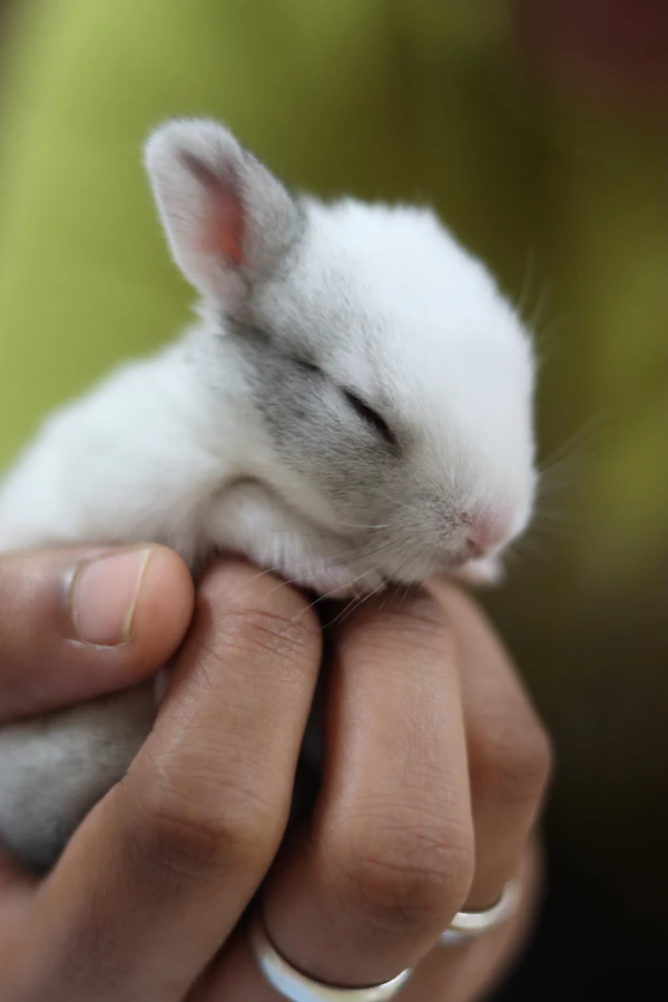A person holding a small white rabbit