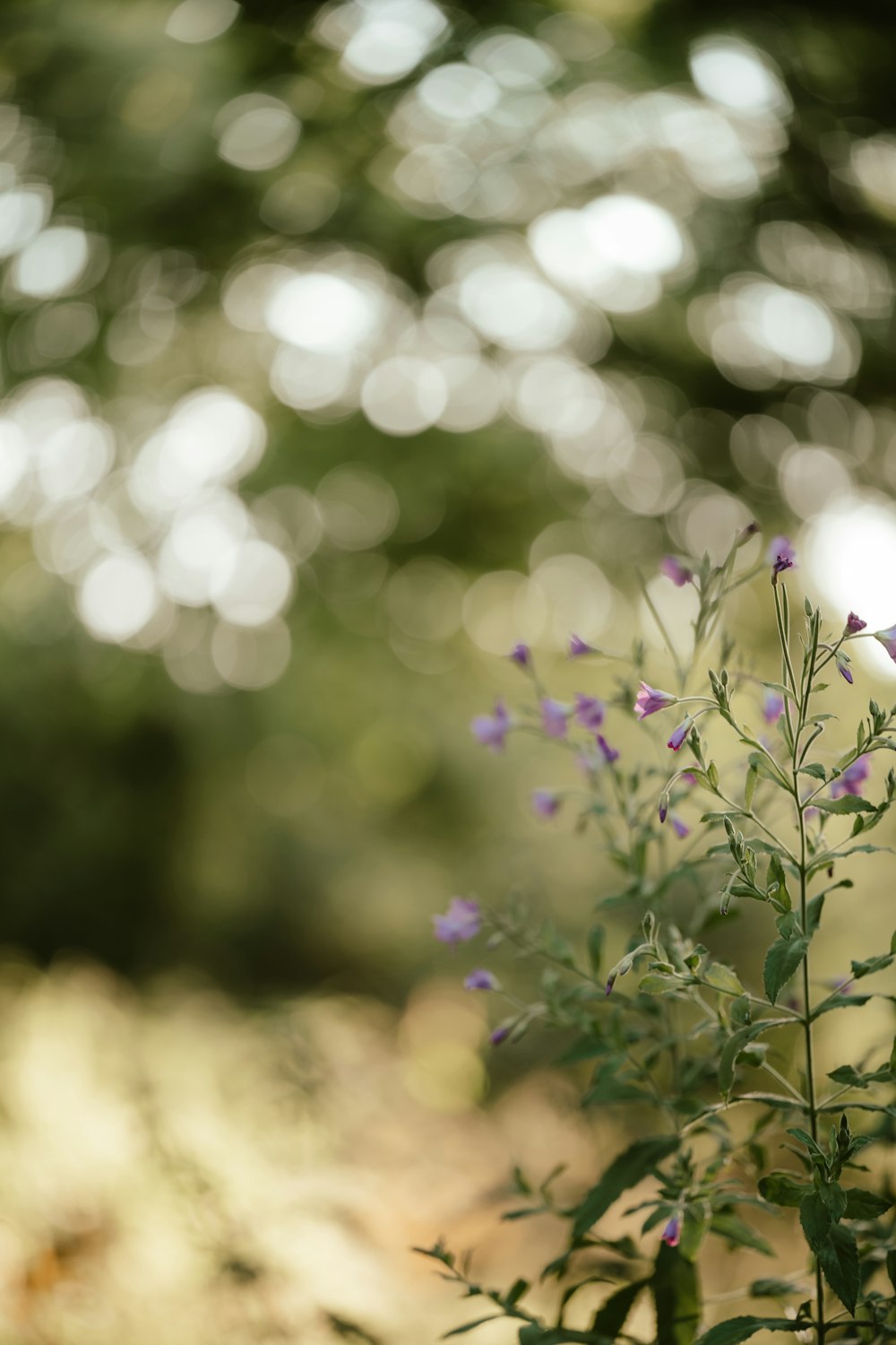 a close up of some flowers