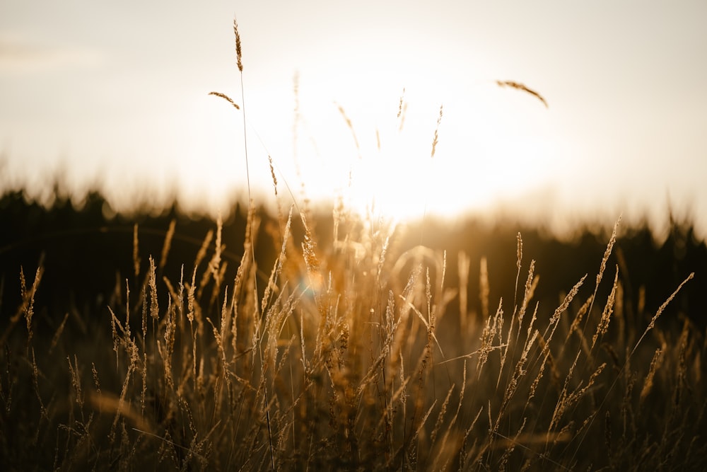 a field of wheat with the sun in the background