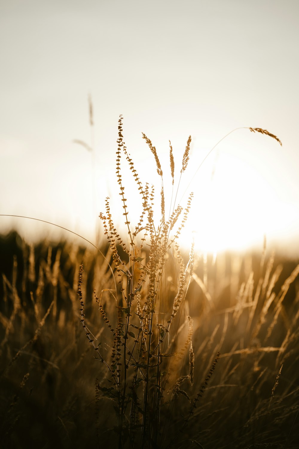 a field of wheat