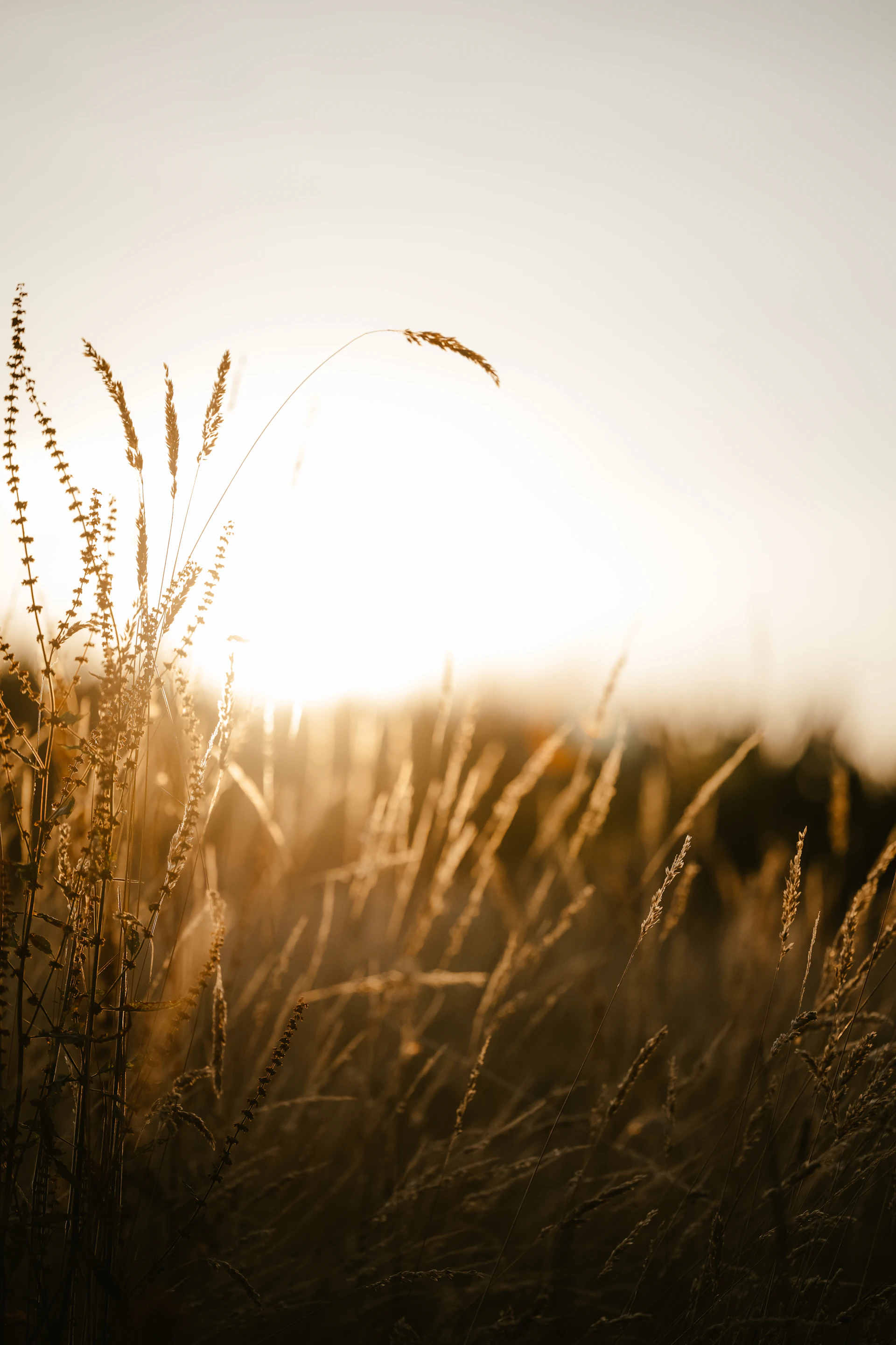 Illinois countryside wheat field