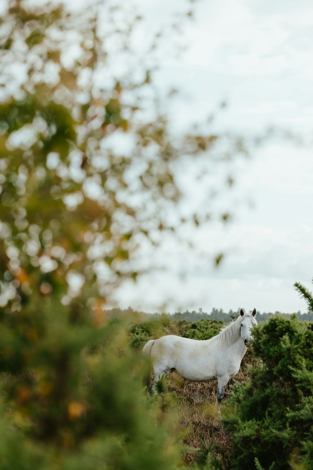 a white horse in a field