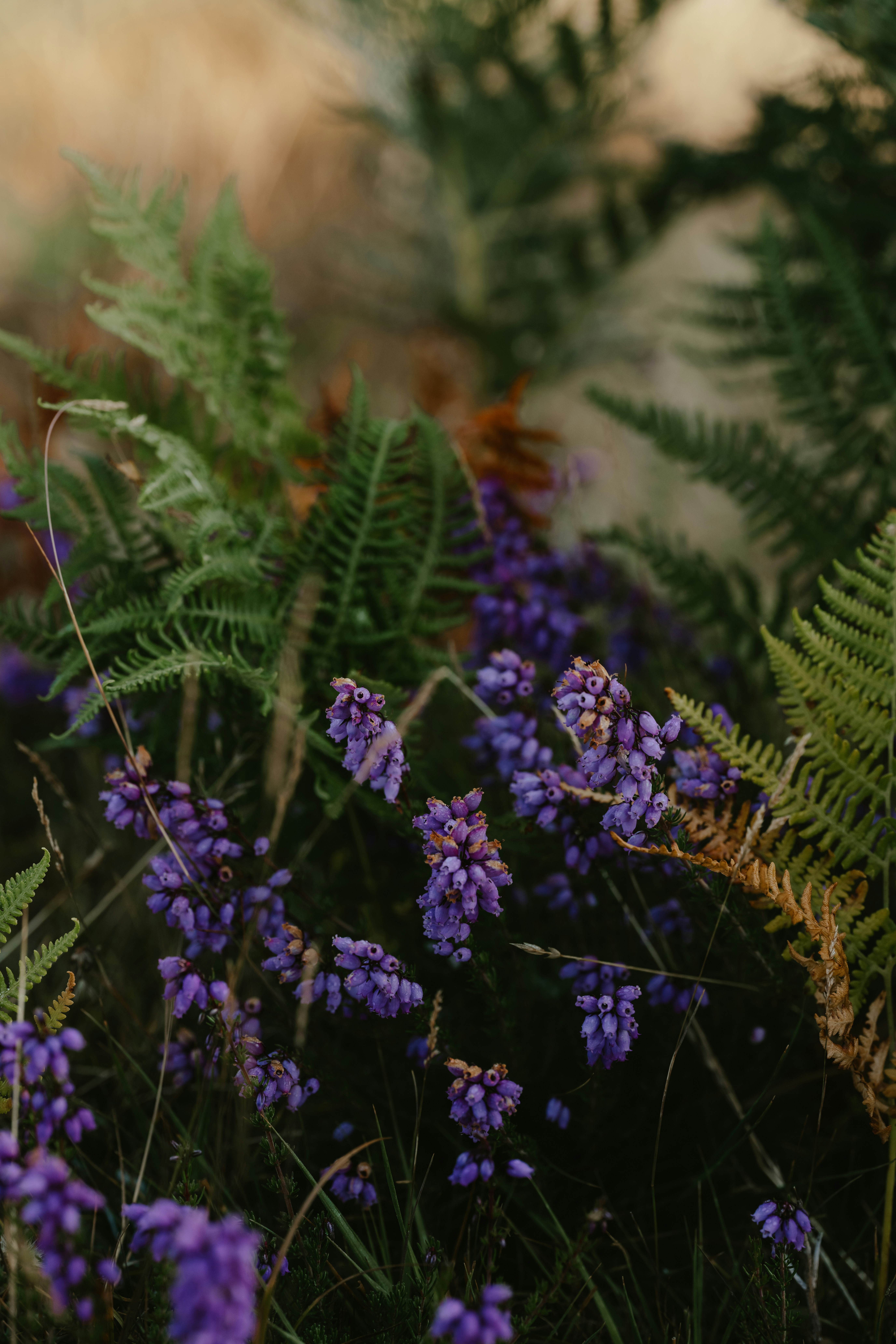 Photo by anniespratt