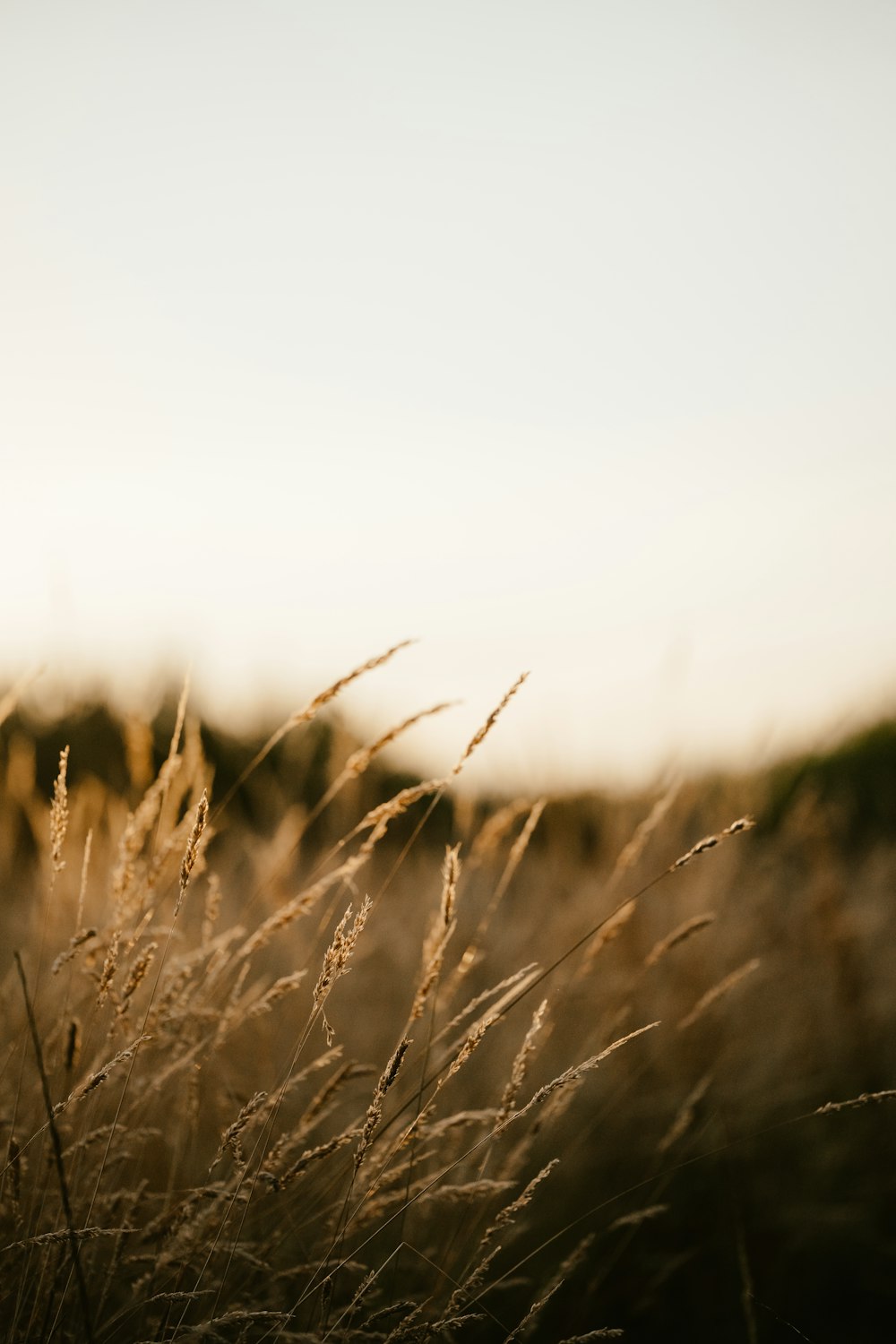 a close up of a field