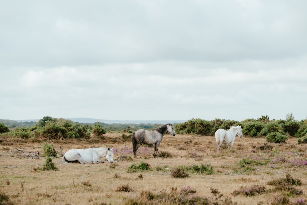 horses in a field