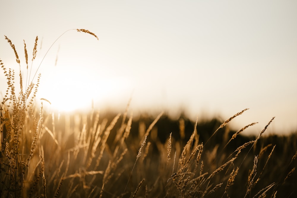 a field of wheat with the sun in the background