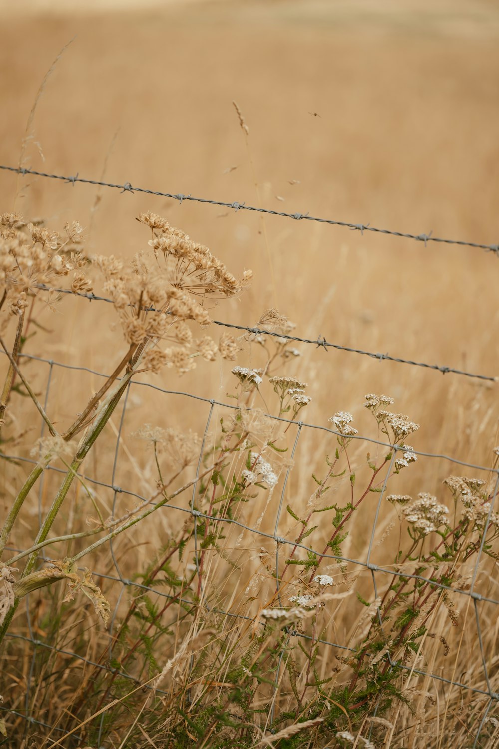 a close up of some grass