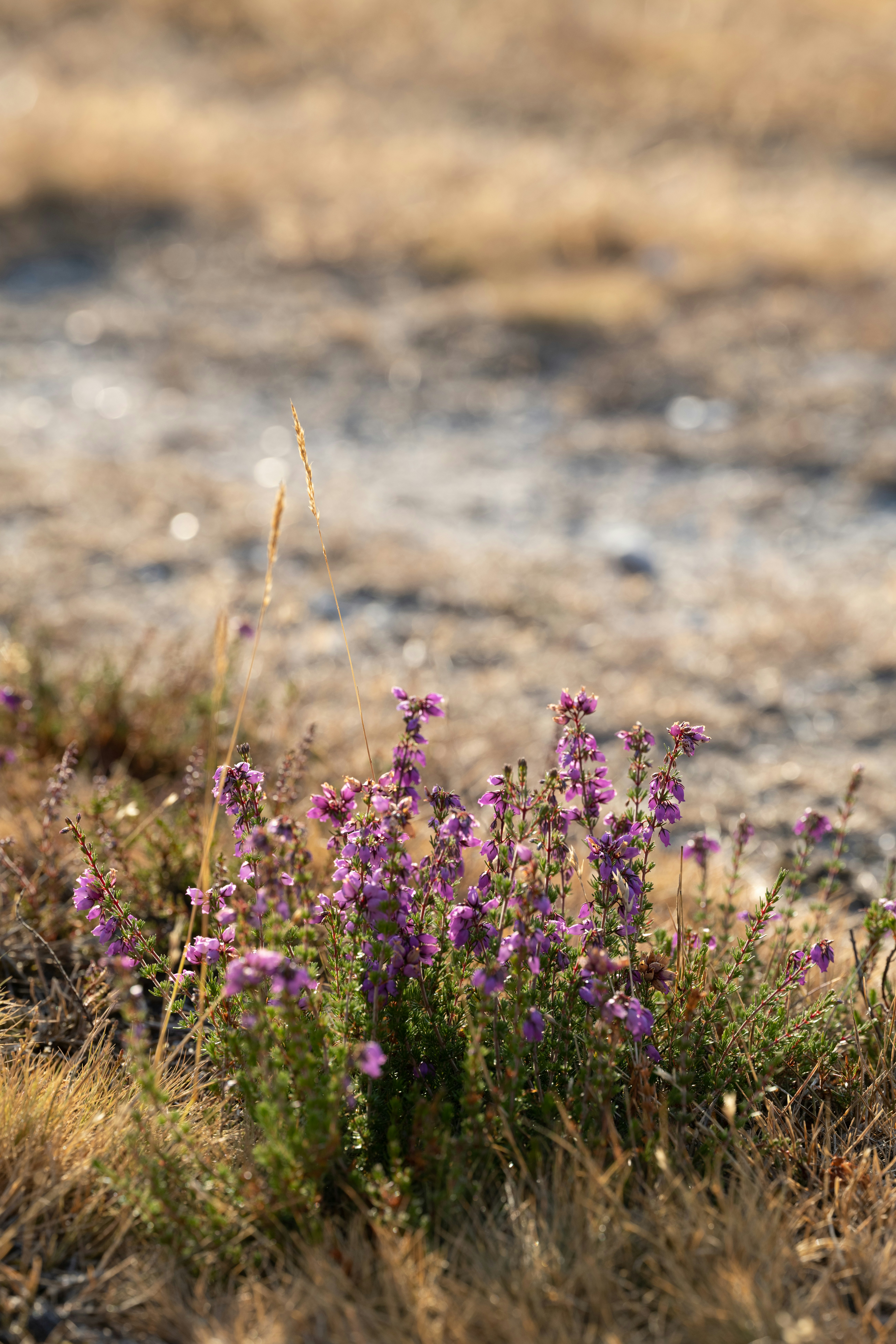 Photo by anniespratt