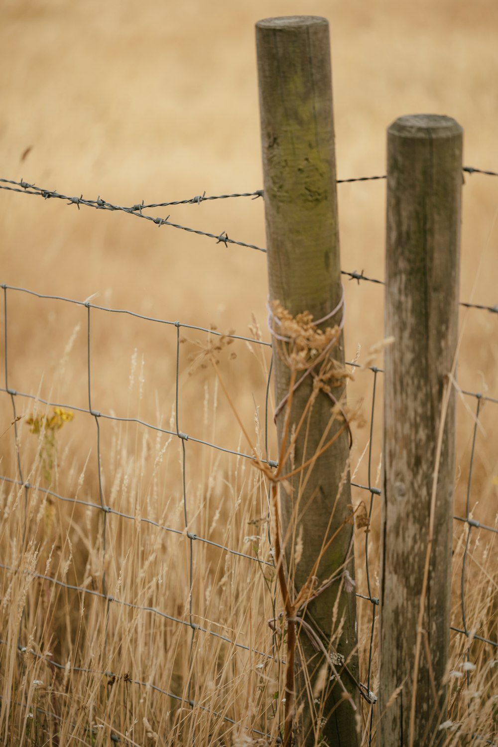 a wire fence with a bird on it