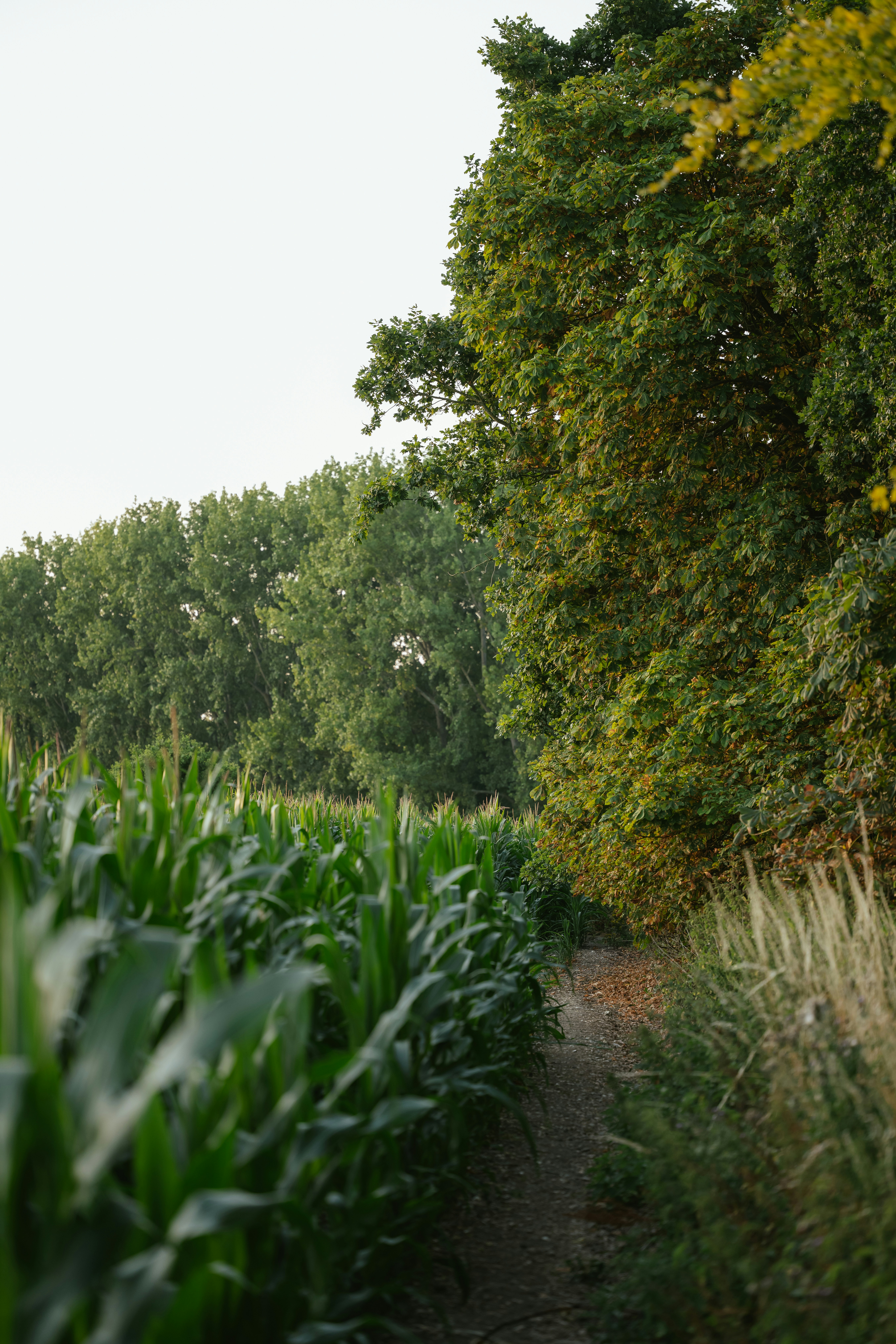 Photo by anniespratt