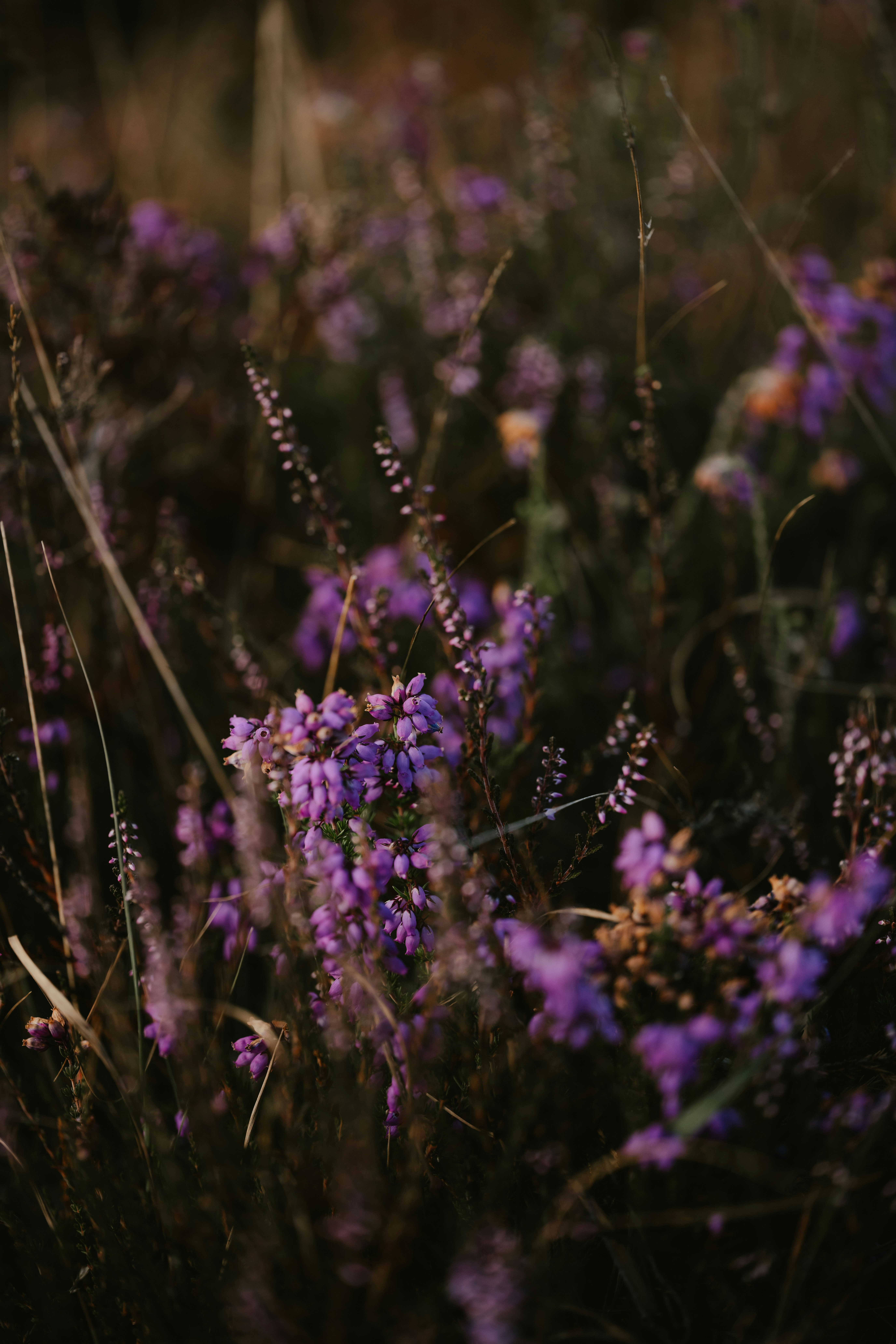 Photo by anniespratt