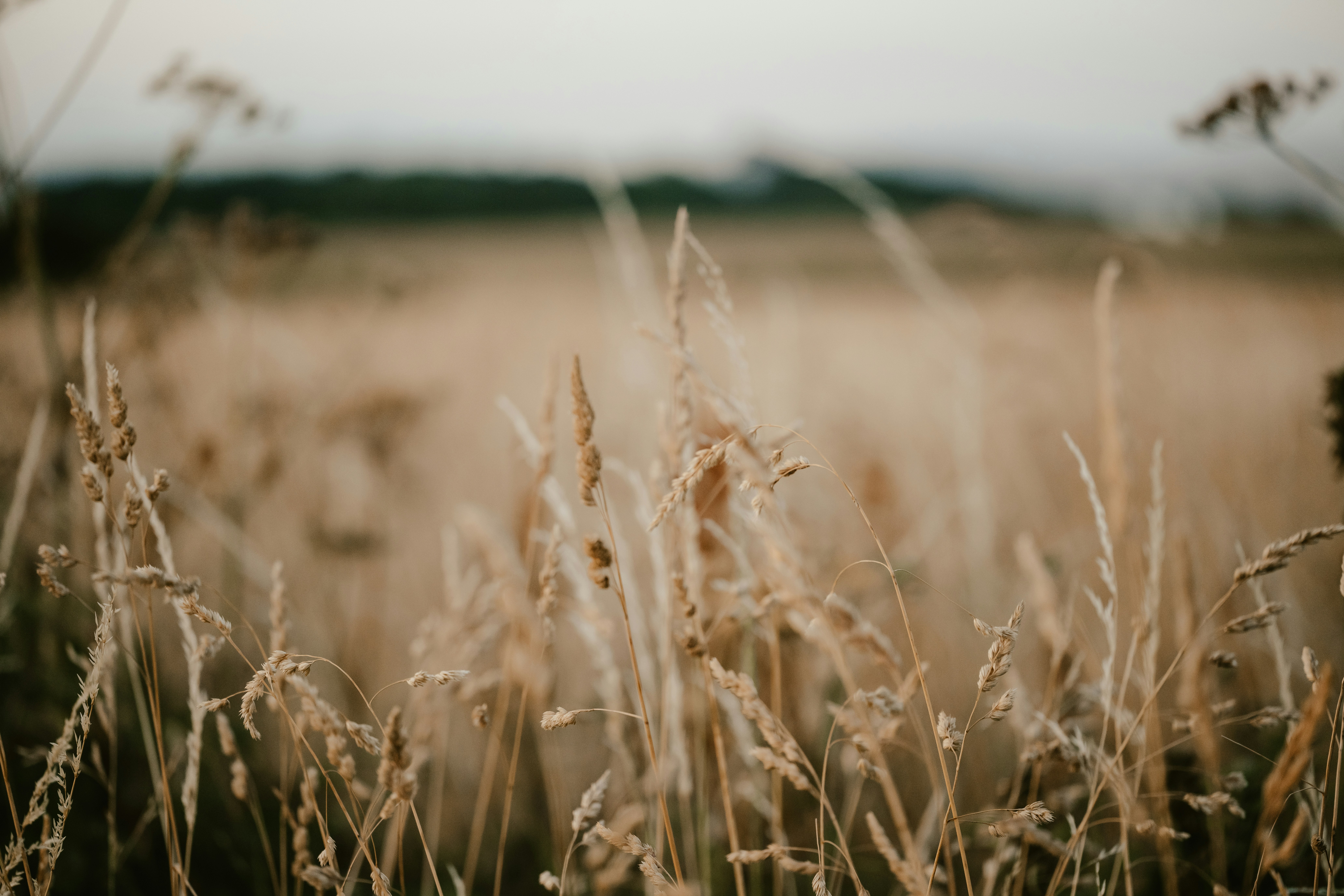 Photo by anniespratt