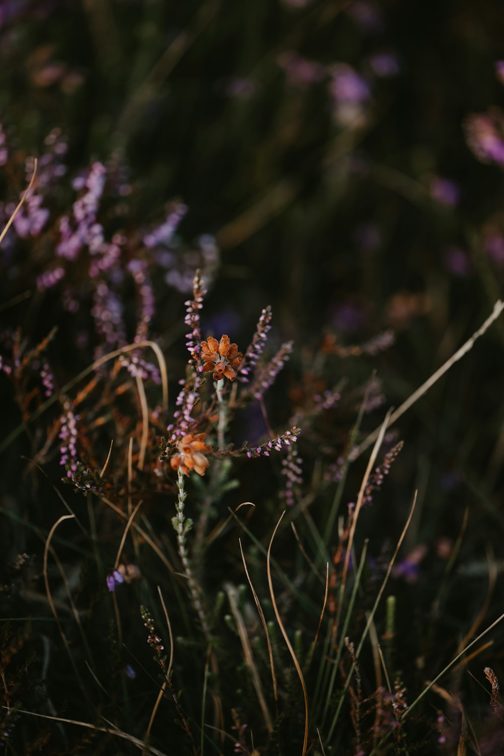 a close up of a flower