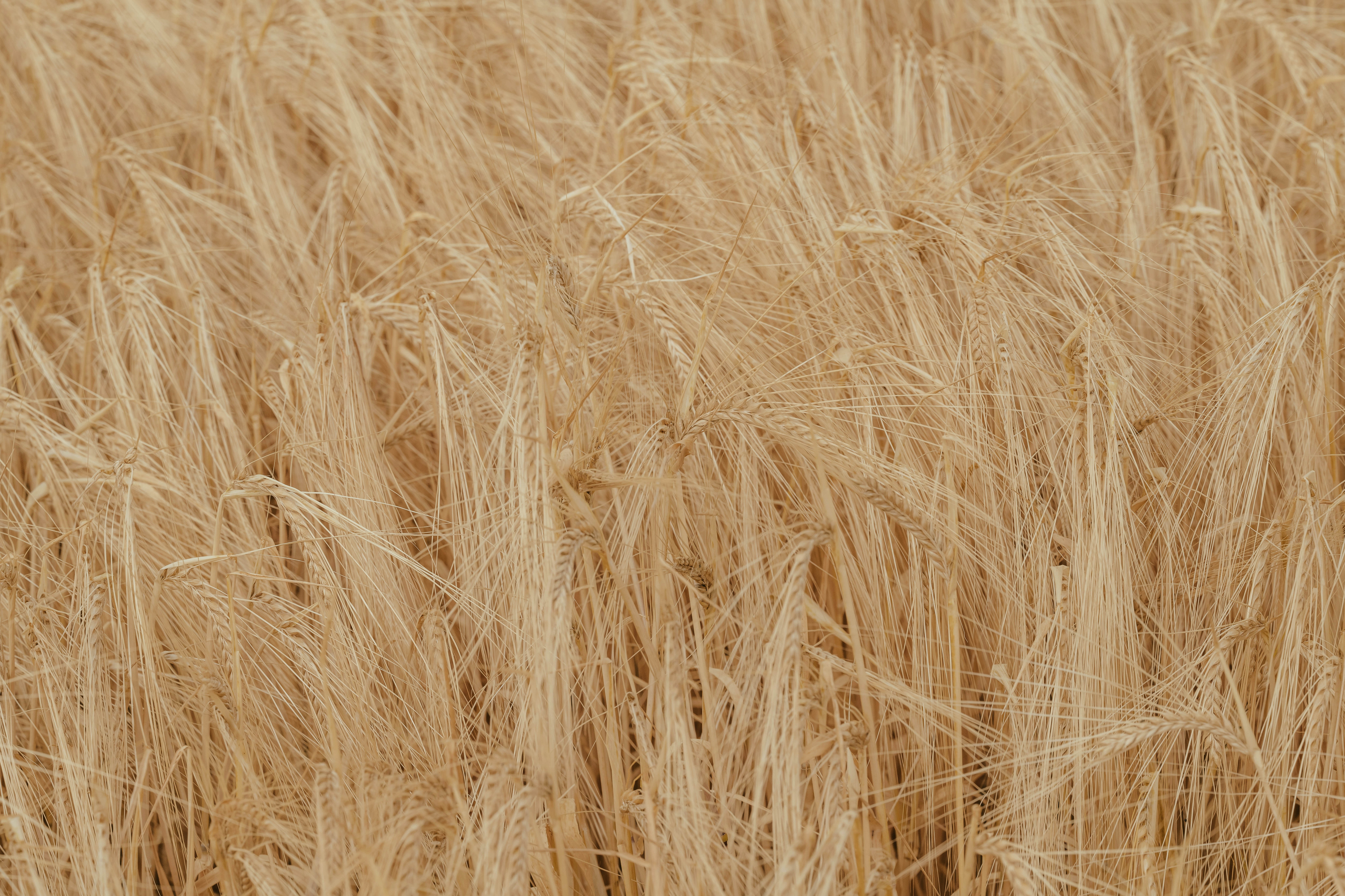 Photo by anniespratt