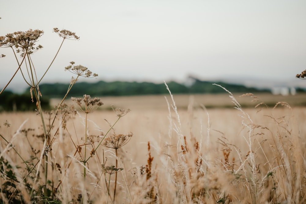 un campo de trigo