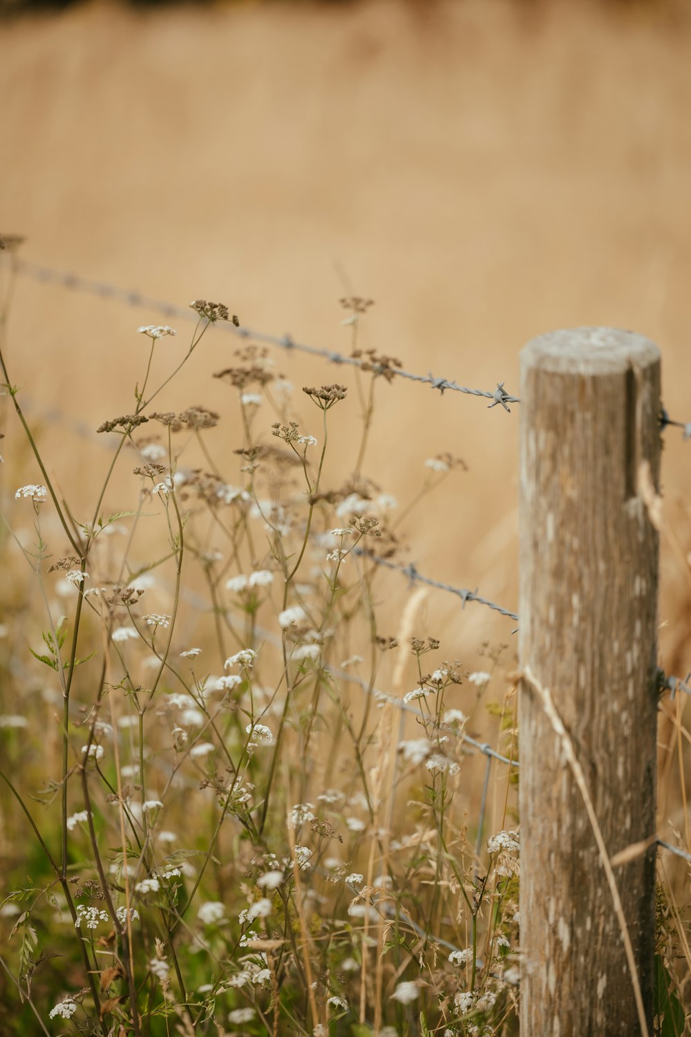 a close-up of a plant