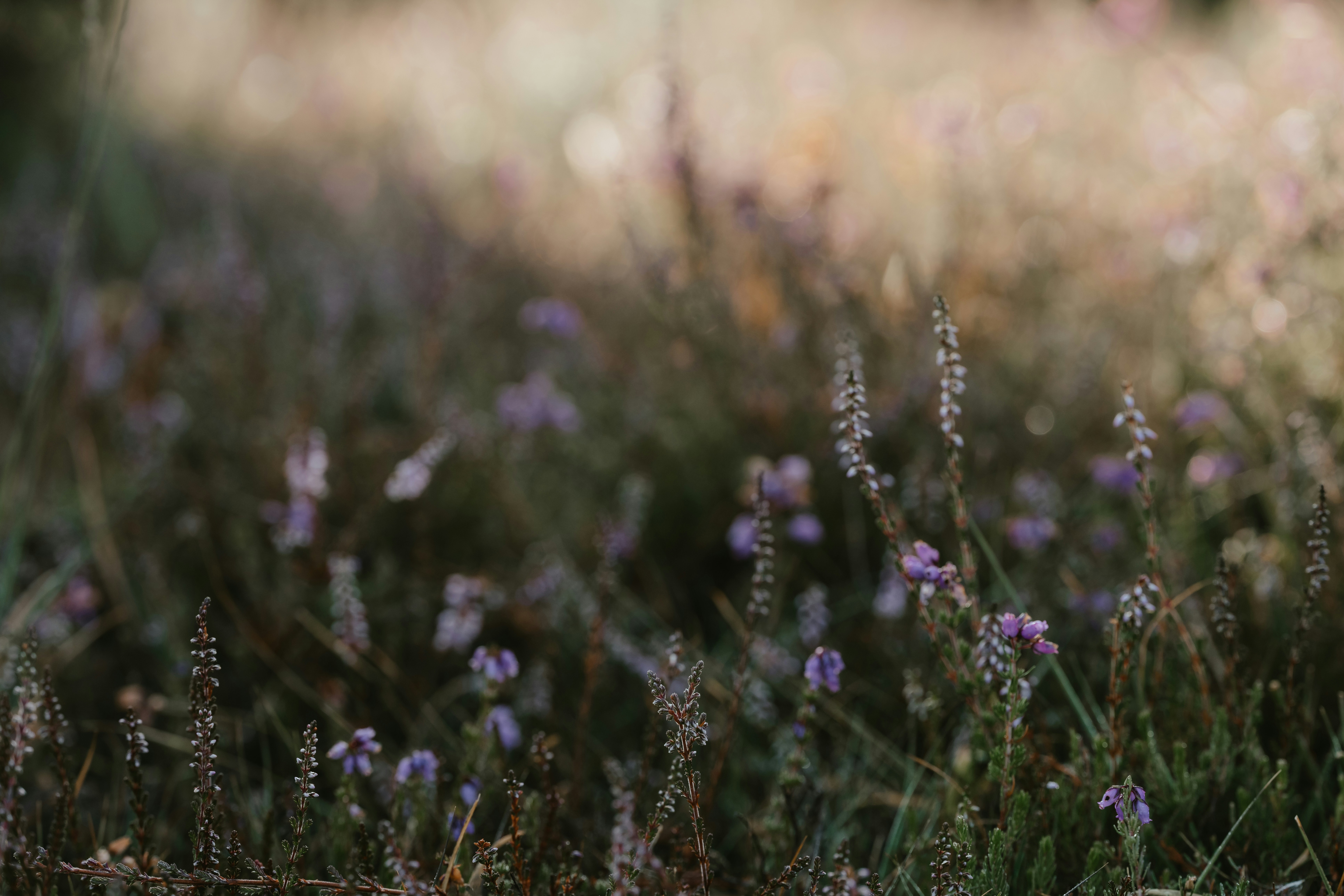 Photo by anniespratt