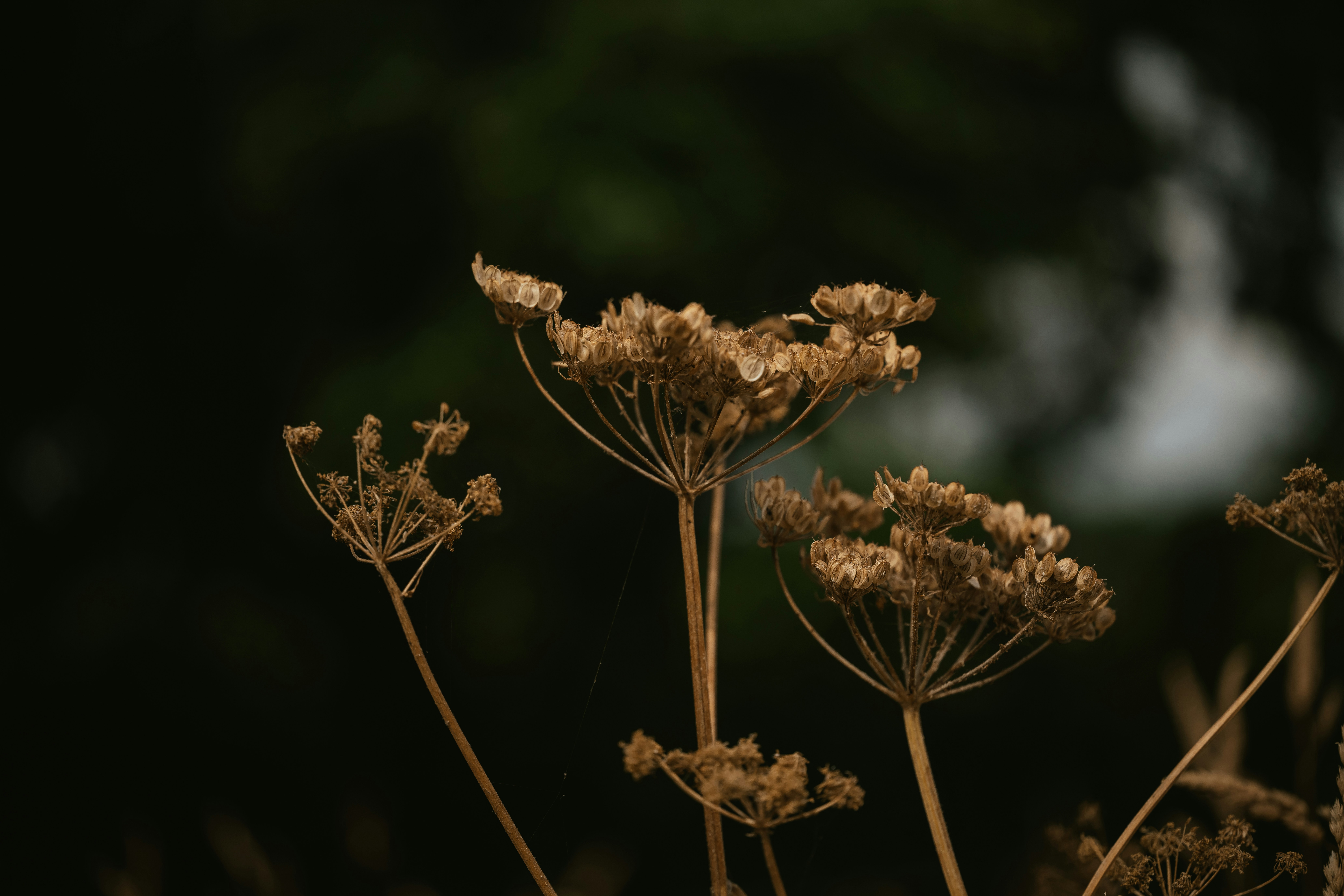 Photo by anniespratt