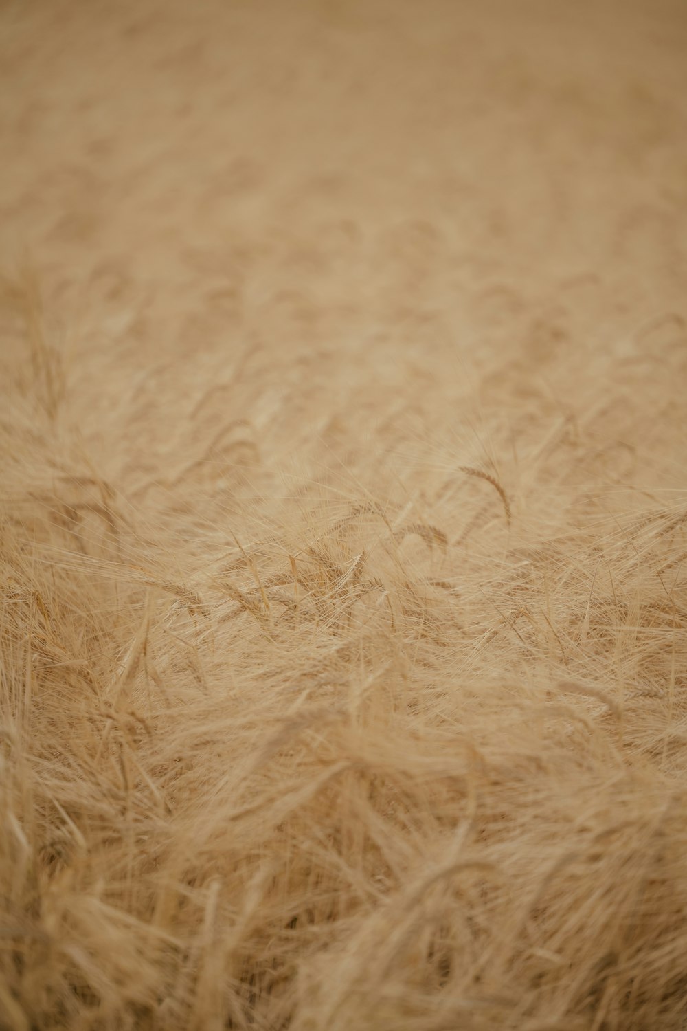 a close up of a wheat field