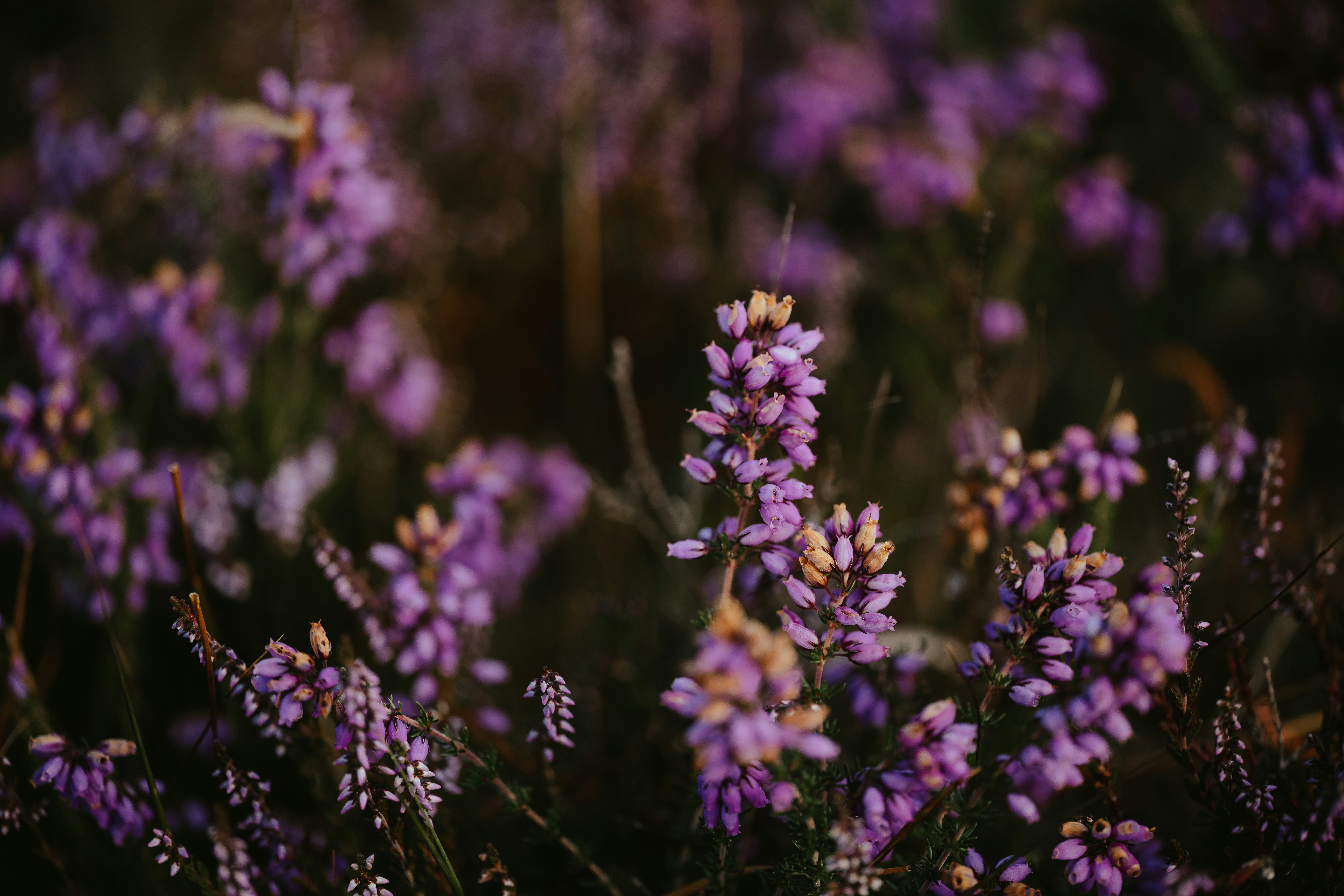 Photo by anniespratt