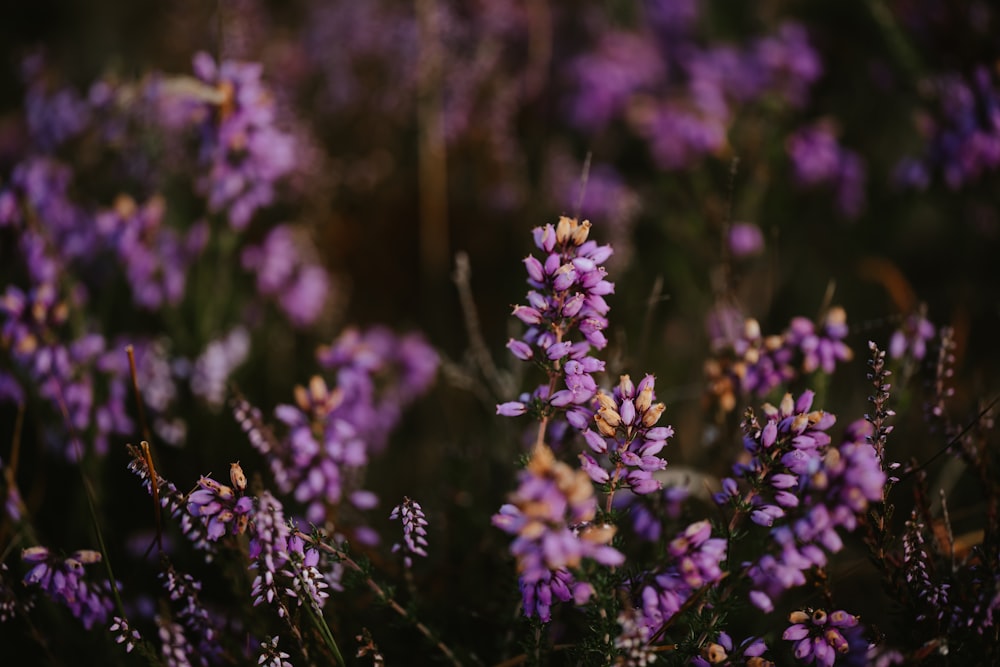 a close up of purple flowers