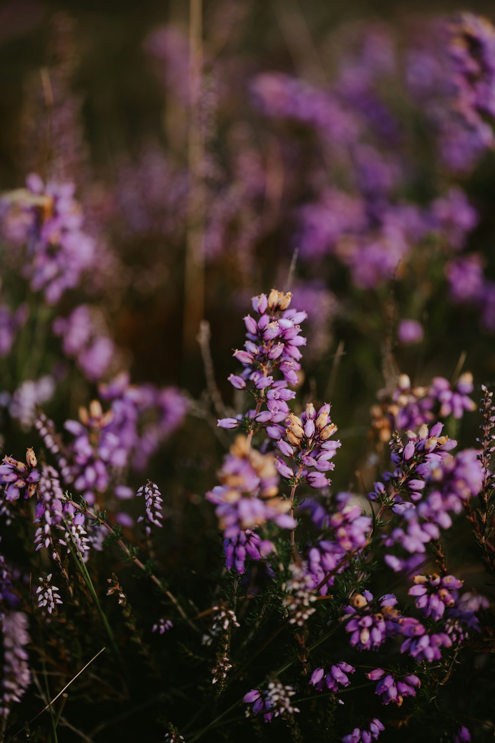 a close up of purple flowers