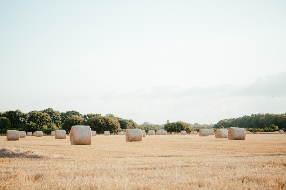 a field of hay bales