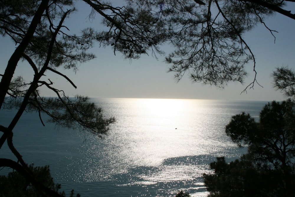 a body of water with trees around it