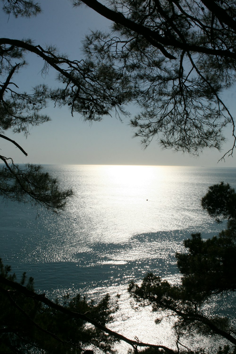 a body of water with trees around it