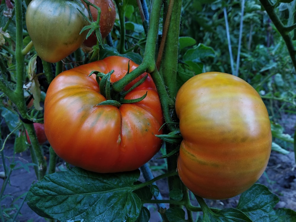 a group of tomatoes growing on a vine