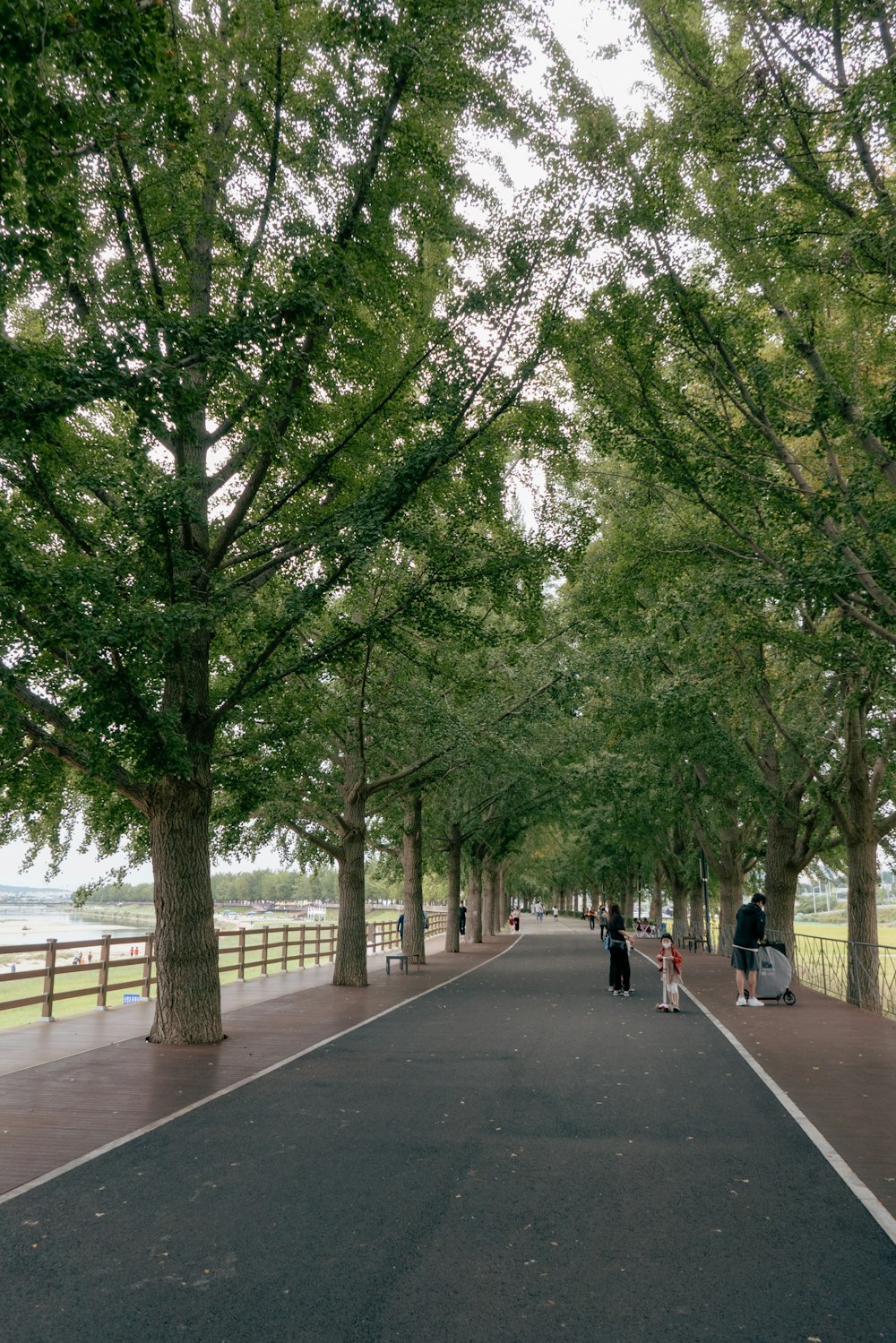 a road with trees on the side