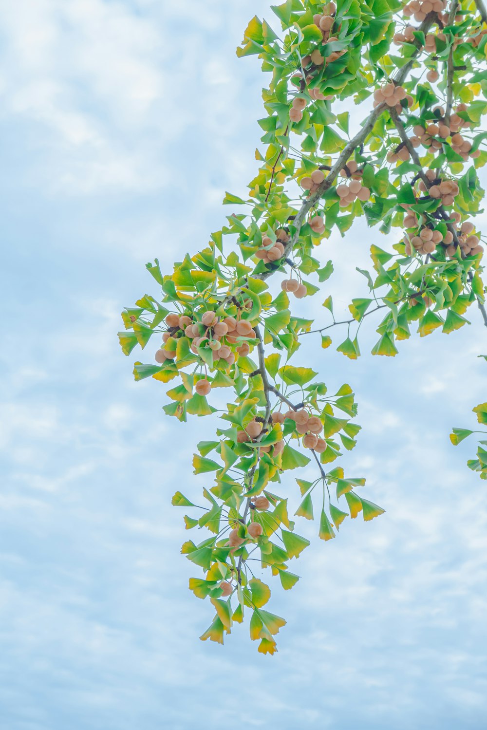 a tree with leaves