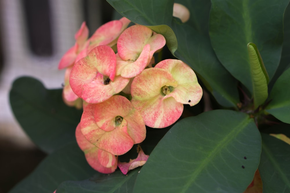 a close up of a flower