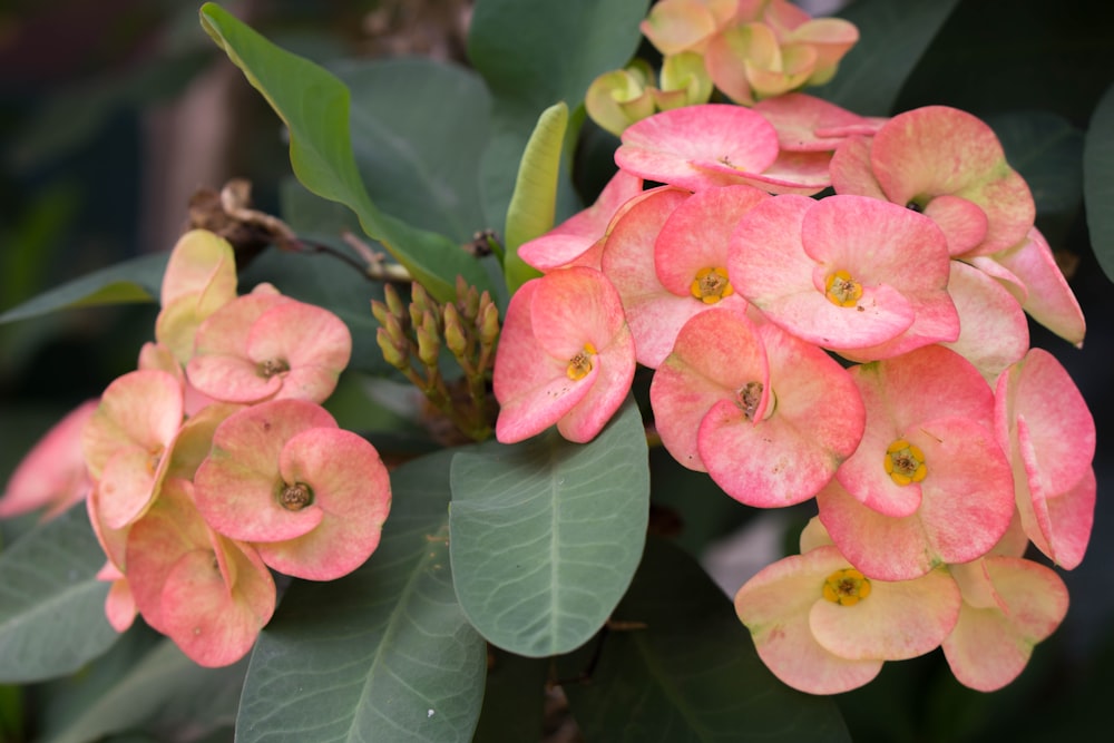 a close up of some flowers