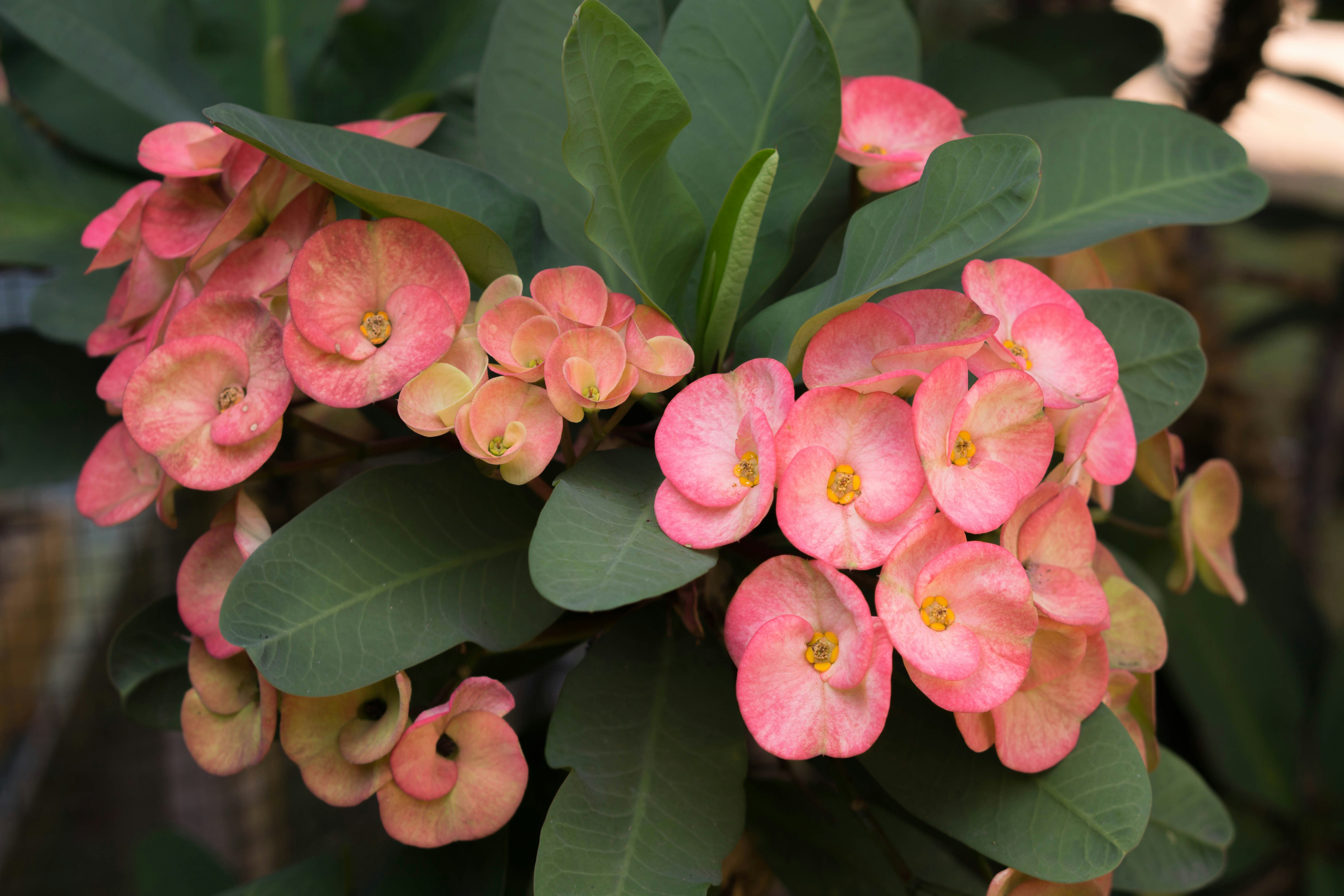 Молочай Мілі — Euphorbia milii